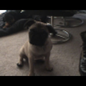 Meet your Posher, Robert